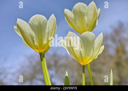 Beautiful tulips growing in a botanical garden in early springtime. Scenic view of flowering plants beginning to blossom and bloom in a park or on a Stock Photo
