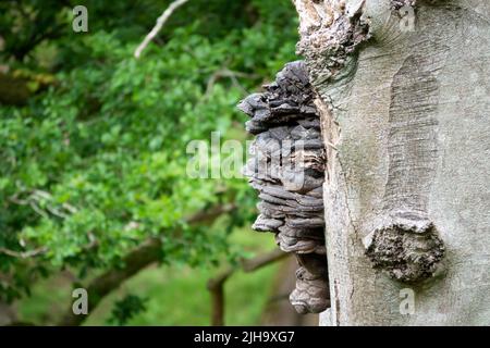 a large Blackening Polypore mushroom on the side of an oak tree Stock Photo
