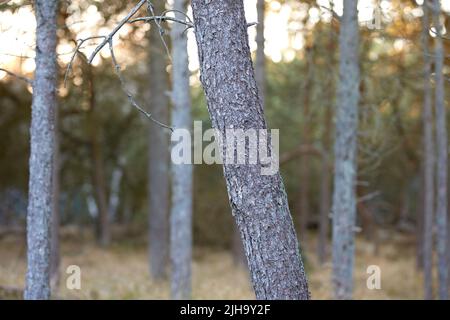 Closeup of pine tree trunks in a wild forest. Nature landscape macro of tree wood with old bark texture detail for timber industry. Lots of thin slim Stock Photo