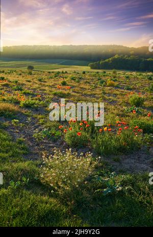 Morning fog or mist in serene or peaceful countryside with blooming flowers on shrubs. Red poppies and white daisies blossoming or flowering on green Stock Photo