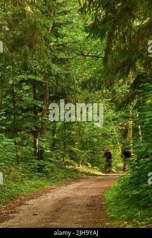 Two cyclist riding their bikes down a dirt path or road in an uncultivated forest. Exercising and getting fit in the wilderness surrounded by tress Stock Photo