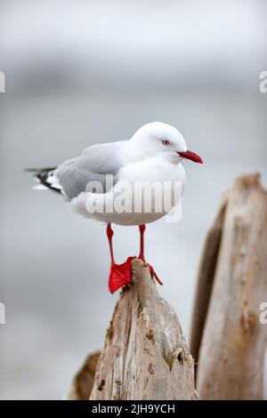 A cute seagull standing outdoors at the beach in its habitat or environment on a summer day. One adorable bright white and grey bird in nature at the Stock Photo