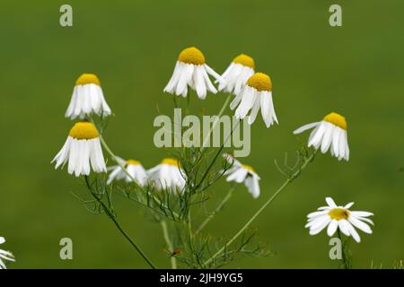 Closeup of a bush of daisy flowers in a garden. Delicate white blossoming plants growing against a blurred green background with copy space Stock Photo