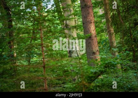 Many green trees and bushes in a saturated forest. A scenic nature landscape of an empty jungle with lush foliage. A wild outdoor environment with Stock Photo