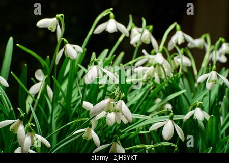 Closeup of a bush of white snowdrop flower isolated against a black copy space background in nature. Galanthus nivalis growing in the dark, blossoming Stock Photo