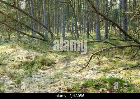 Fallen pine trees after a storm or strong wind leaning and damaged in a forest. Landscape of many leafless branches in nature. Uncultivated vegetation Stock Photo