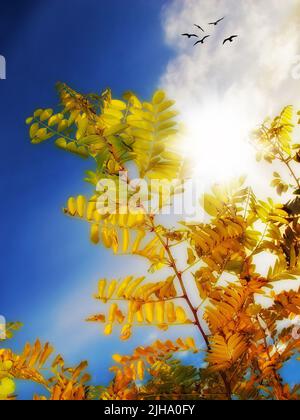 Acacia tree leaves in autumn, blue sky with clouds, birds and copy space. Scenic canopy trees in remote meadow or countryside in Africa. Sunrays Stock Photo