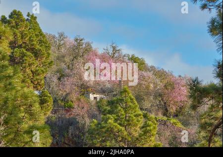 Secluded cabin in a green field of colors with copyspace. Vibrant bushes growing around abandoned house in a private estate. Peaceful morning with Stock Photo