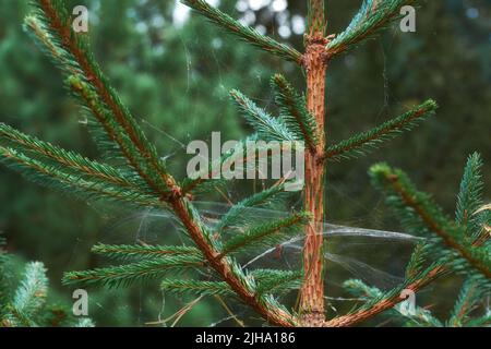Closeup of a pine tree with webs between the branches in a wild forest. Green vegetation with cobwebs growing in untouched nature in a secluded Stock Photo
