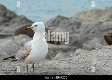 Seagull on rocks with seals out of focus in background at Kaikoura New Zealand. Stock Photo