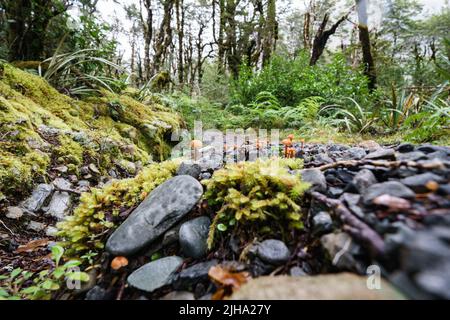 Amazing selection small plants,small brown fungi and mosses in Micro-landscape on Southern Alps rainforest floor, Bealey bush walk. Stock Photo