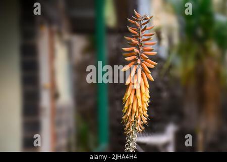 Australian Asphodelaceae; cluster of orange aloe vera flowers blooming Stock Photo