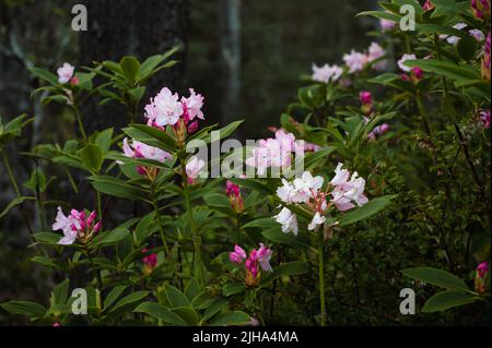 Rhododendrons blooming in Southern Oregon forest Stock Photo