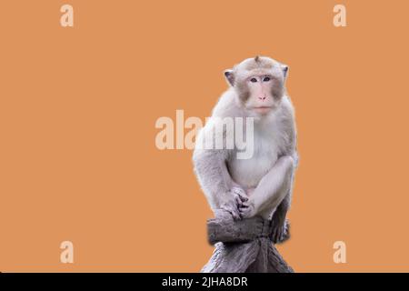 monkey cut orange background so easy to use Stock Photo