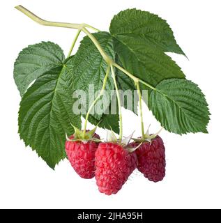 ripe raspberries on branch with leaves isolated Stock Photo