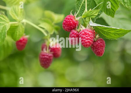 ripe raspberries on the bush in garden Stock Photo