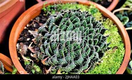 Beautiful Aloe aristata also known as Lace aloe, Torchplant, Guinea fowl aloe etc. Beautiful decorative indoor garden plant. Stock Photo