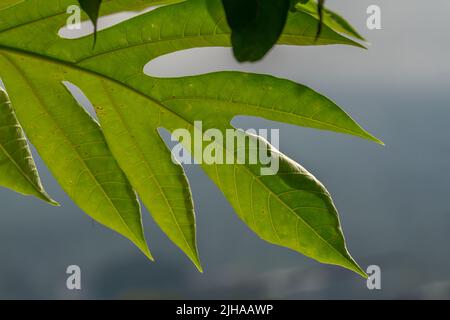 The leaves of the bread fruit plant are wide green, the surface is a bit rough and stiff, the background is organic food theme Stock Photo