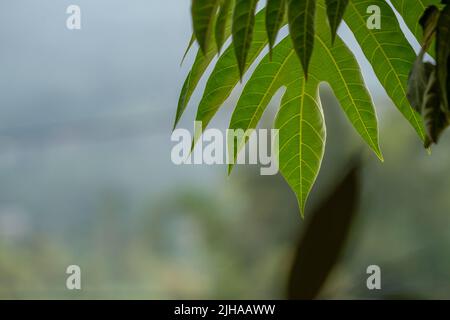 The leaves of the bread fruit plant are wide green, the surface is a bit rough and stiff, the background is organic food theme Stock Photo