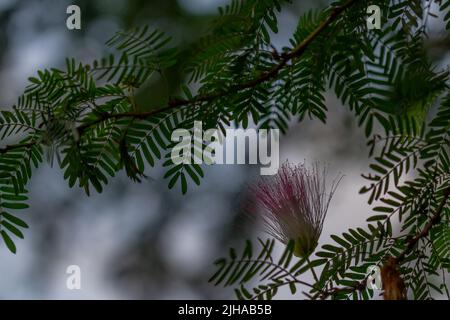 Surinamese stickpea flower plant that is in bloom in the form of colorful fibers, decorates and shade the house Stock Photo