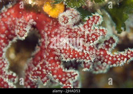 Red Dead Man's Fingers - Alcyonium palmatum, beautiful red soft coral from the Mediterranean sea reefs, Pag island, Croatia. Stock Photo