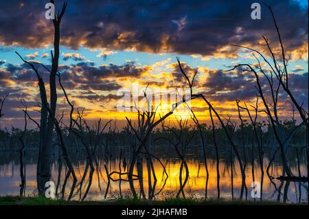 A scenic sunrise over a natural hot spring featuring wading, silhouetted old dead gum trees near Barcaldine in western Queensland in Australia. Stock Photo