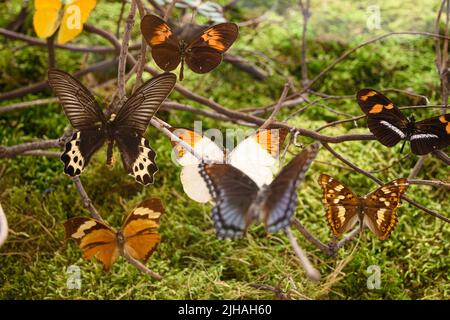 Butterflies of various shapes and sizes exhibited in an exhibition in Italy. Stock Photo