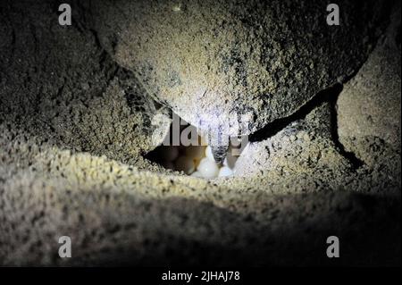 Green turtle in the spawning process in a hole on the beach in Oman - Close-up of turtle eggs at beach Stock Photo