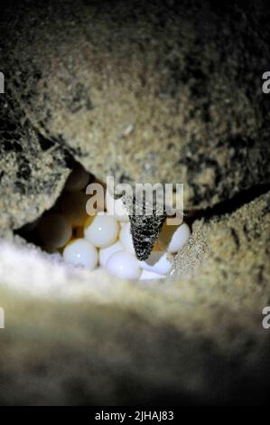 Green turtle in the spawning process in a hole on the beach in Oman - Close-up of turtle eggs at beach Stock Photo