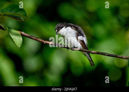 European pied flycatcher Stock Photo