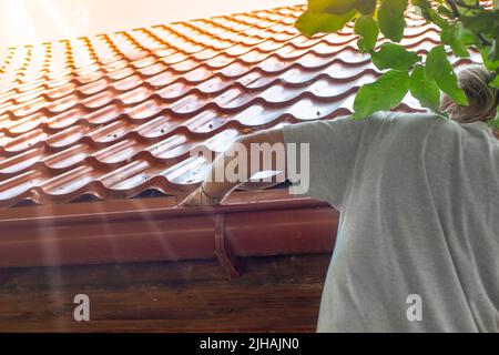 A gardener cleans the gutter of a drainpipe from dry leaves. Prevention of drain clogging. Stock Photo