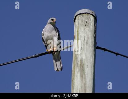 Australian Grey Goshawk, Accipiter novaehollandiae, perched on electricity suppy cable next to pole, looking right. Tamborine Mountain, Queensland Stock Photo