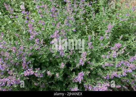 Full frame image of pale pink wild flowers and foliage Stock Photo