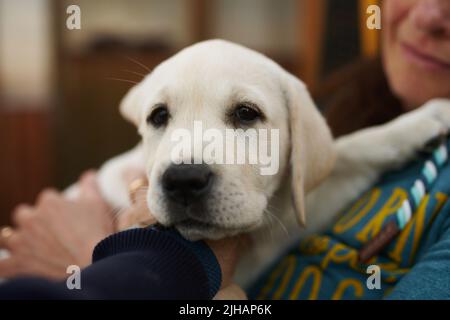 Cute little blond puppy relaxing on its owners lap in a close up head shot indoors at home Stock Photo