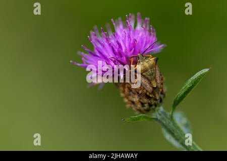 lilac thistle flower on a green background with a camouflaged bedbug on its stem. copy space. nature concept. Stock Photo