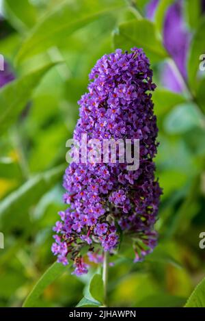 Buddleia bush. Known as the railway bush as it often seen along railway lines. Also called the butterfly bush. Stock Photo