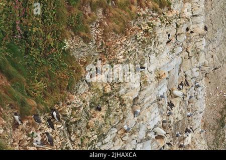 Seabird colonies nesting (Puffin, Gannet, Guillemot, Razorbill, Kiitiwake) on Bempton Cliffs on the Yorkshire Coast England Stock Photo