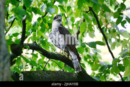 Berlin, Germany. 11th June, 2022. 11.06.2022, Berlin. An adult Northern Goshawk (Accipiter gentilis) sits on a branch in a cemetery in the district of Steglitz-Zehlendorf. Credit: Wolfram Steinberg/dpa Credit: Wolfram Steinberg/dpa/Alamy Live News Stock Photo