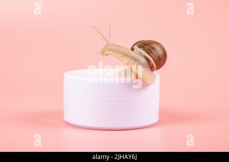 snail on a box of cream with mucin on a pink background. Stock Photo