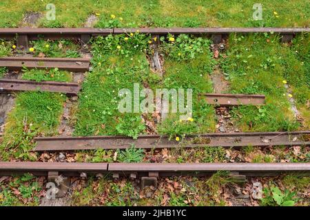 Grass and wildflowers growing among disused rails in a railway siding. Stock Photo