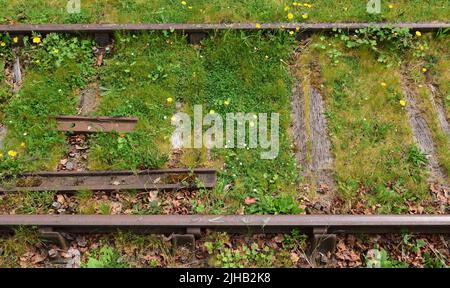 Grass and wildflowers growing among disused rails in a railway siding. Stock Photo