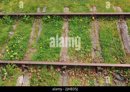 Grass and wildflowers growing among disused rails in a railway siding. Stock Photo