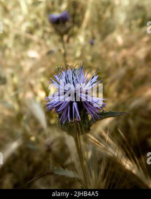 Blue Globe Thistle in the Wind. Echinops retro. High quality photo Stock Photo