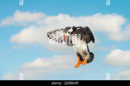 Close up of Atlantic puffin in flight in summer, UK. Stock Photo