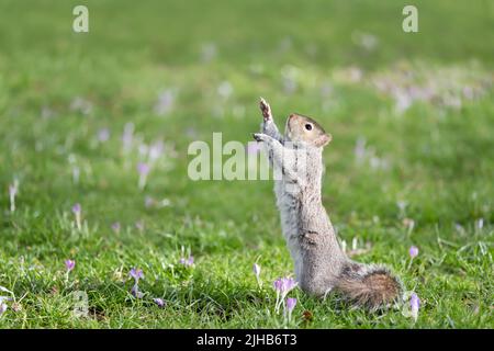 Close up of an eastern grey squirrel standing up on its hind legs in green grass with crocus, UK. Stock Photo