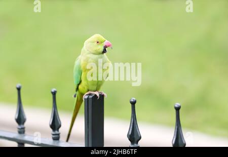 Close-up of a Ring-necked Parakeet perched on a metal fence in a park, UK. Stock Photo