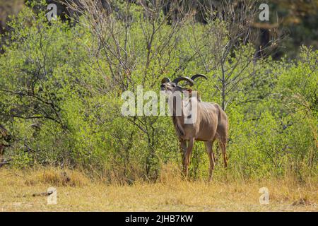 Greater Kudu (Tragelaphus strepsiceros) browsing in bushes Stock Photo