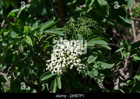 Twig blossomed Sambucus nigra or elderberry in the spring garden, Sofia, Bulgaria Stock Photo