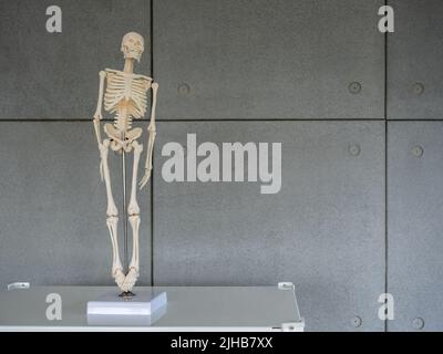 Small body of artificial human skeleton model with stand, front view on shelf on cement wall background with copy space, study and learning with anato Stock Photo