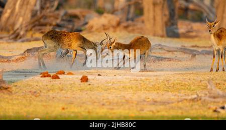 Lechwe (Kobus leche), red lechwe or southern lechwe.  Two bucks fighting Stock Photo